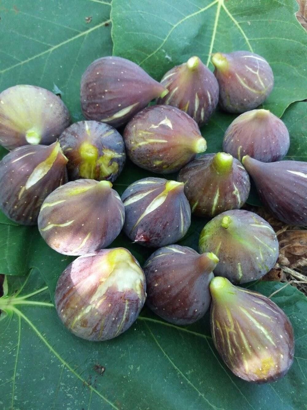 TÜPLÜ 2 YAŞ SİYAH ORAK İNCİR FİDANI (PATLICAN)  BOY 120-150 CM