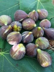 TÜPLÜ 2 YAŞ SİYAH ORAK İNCİR FİDANI (PATLICAN)  BOY 120-150 CM