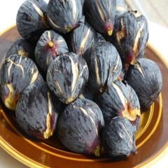 TÜPLÜ 2 YAŞ SİYAH ORAK İNCİR FİDANI (PATLICAN)  BOY 120-150 CM