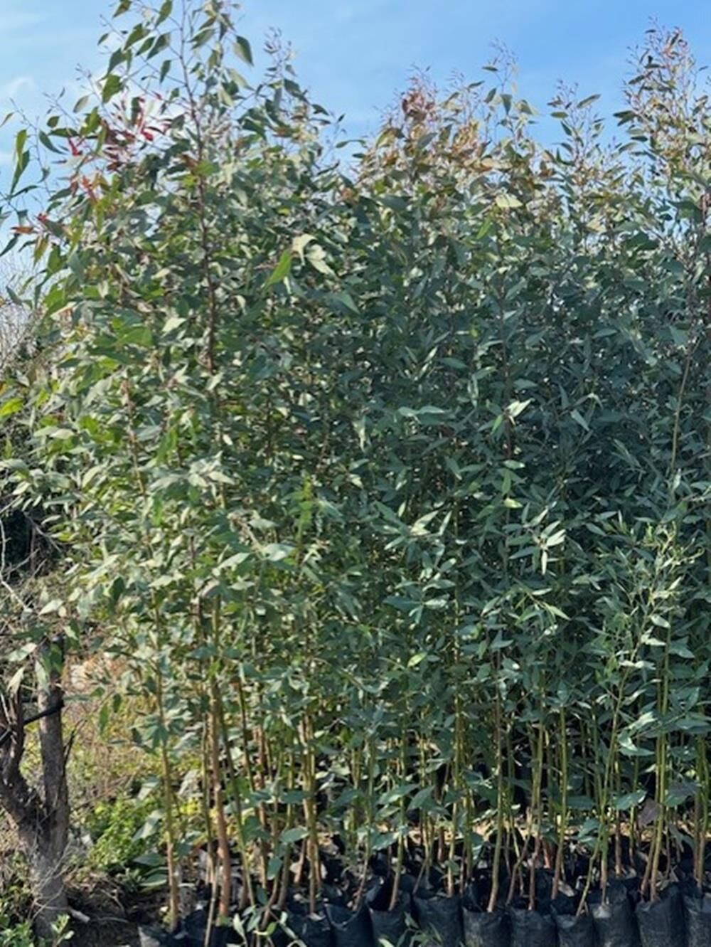 3 YAŞ TÜPLÜ HIZLI BÜYÜYEN,BATAKLIK KURUTAN OKALİPTUS FİDANI BOY 200-250 CM