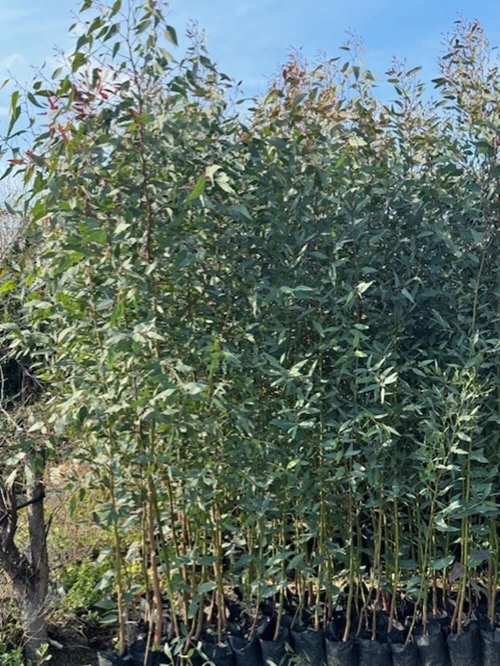 3 YAŞ TÜPLÜ HIZLI BÜYÜYEN,BATAKLIK KURUTAN OKALİPTUS FİDANI BOY 200-250 CM