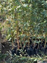 3 YAŞ TÜPLÜ HIZLI BÜYÜYEN,BATAKLIK KURUTAN OKALİPTUS FİDANI BOY 200-250 CM