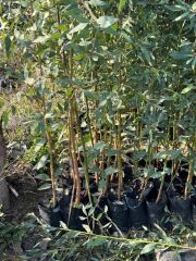 3 YAŞ TÜPLÜ HIZLI BÜYÜYEN,BATAKLIK KURUTAN OKALİPTUS FİDANI BOY 200-250 CM