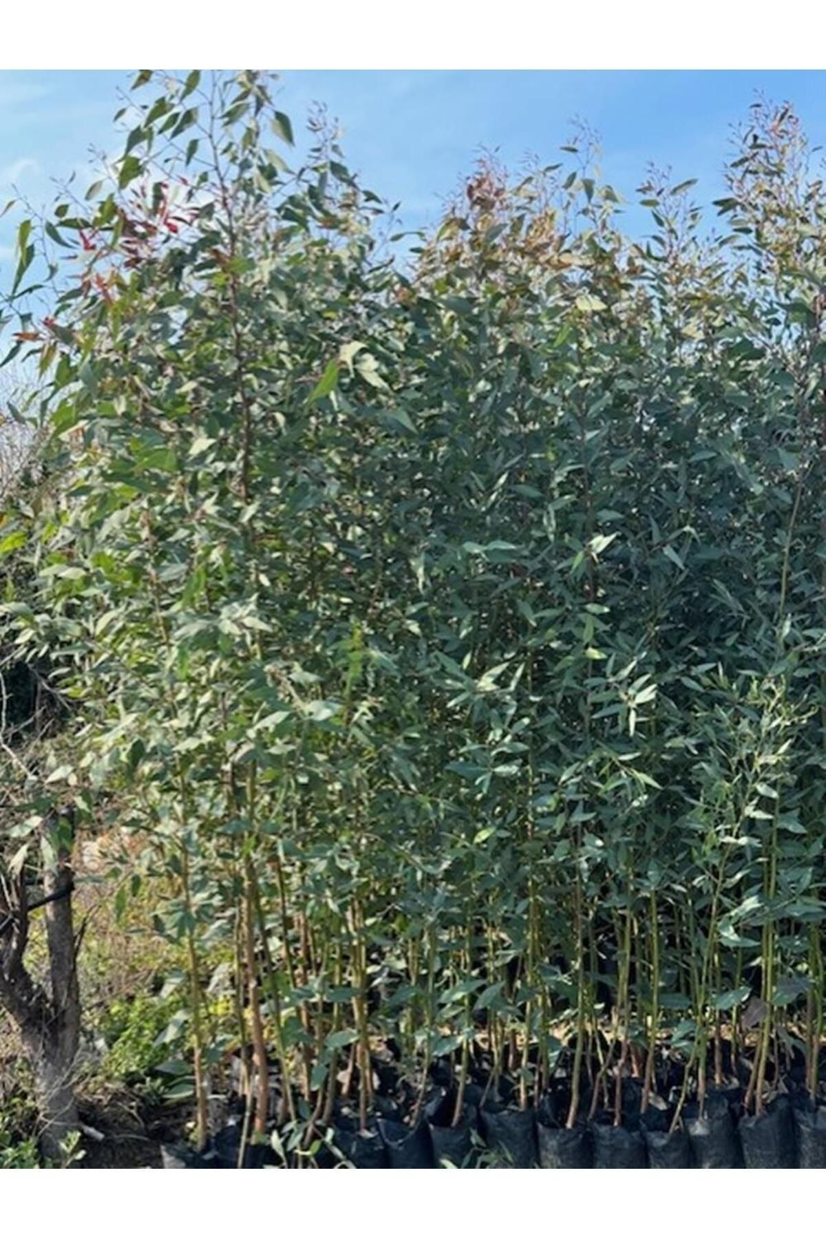 2 adet, 3 YAŞ TÜPLÜ HIZLI BÜYÜYEN,BATAKLIK KURUTAN OKALİPTUS FİDANI BOY 200-250 CM