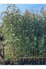 4 ADET ,3 YAŞ TÜPLÜ HIZLI BÜYÜYEN,BATAKLIK KURUTAN OKALİPTUS FİDANI BOY 200-250 CM