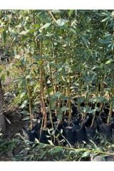 6 ADET,3 YAŞ TÜPLÜ HIZLI BÜYÜYEN,BATAKLIK KURUTAN OKALİPTUS FİDANI BOY 200-250 CM