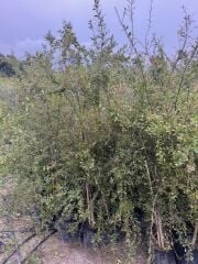 NADİR BİR ÇEŞİT TÜPLÜ BYRON KIRMIZI FİNGERLİME(PARMAK) LİMON YAŞ 3 BOY 120-150 CM
