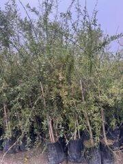 NADİR BİR ÇEŞİT TÜPLÜ BYRON KIRMIZI FİNGERLİME(PARMAK) LİMON YAŞ 3 BOY 120-150 CM