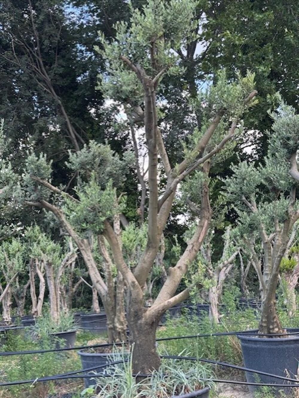 30 YAŞ GEMLİK ZEYTİN AĞACI BOY 250-300CM
