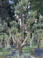 30 YAŞ GEMLİK ZEYTİN AĞACI BOY 250-300CM
