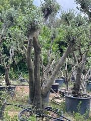 30 YAŞ GEMLİK ZEYTİN AĞACI BOY 250-300CM