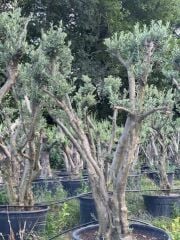 30 YAŞ GEMLİK ZEYTİN AĞACI BOY 250-300CM