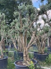 30 YAŞ GEMLİK ZEYTİN AĞACI BOY 250-300CM