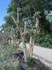 30 YAŞ GEMLİK ZEYTİN AĞACI BOY 250-300CM