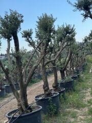 30 YAŞ GEMLİK ZEYTİN AĞACI BOY 250-300CM