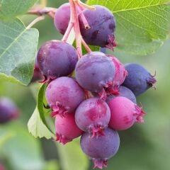 3 Yaş Tüplü Saskatoon Berry Northline  80-100 cm