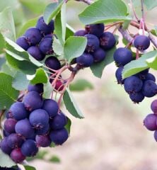 3 Yaş Tüplü Saskatoon Berry Northline  80-100 cm
