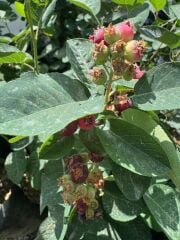 3 Yaş Tüplü Saskatoon Berry Northline  80-100 cm