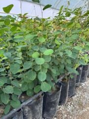 3 Yaş Tüplü Saskatoon Berry Northline  80-100 cm