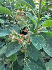 3 Yaş Tüplü Saskatoon Berry Northline  80-100 cm