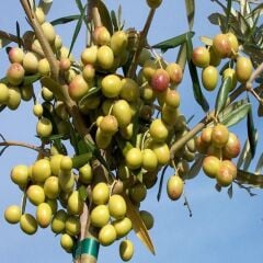 3 yaş bol Meyveli Tüplü Arbequina Bodur İspanyol Zeytin Fidanı 150-180 cm