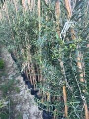 3 yaş bol Meyveli Tüplü Arbequina Bodur İspanyol Zeytin Fidanı 150-180 cm