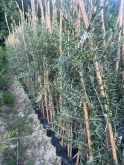 3 yaş bol Meyveli Tüplü Arbequina Bodur İspanyol Zeytin Fidanı 150-180 cm