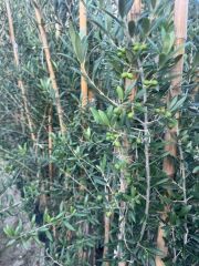 3 yaş bol Meyveli Tüplü Arbequina Bodur İspanyol Zeytin Fidanı 150-180 cm