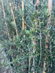3 yaş bol Meyveli Tüplü Arbequina Bodur İspanyol Zeytin Fidanı 150-180 cm