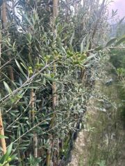 3 yaş bol Meyveli Tüplü Arbequina Bodur İspanyol Zeytin Fidanı 150-180 cm