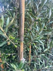 3 yaş bol Meyveli Tüplü Arbequina Bodur İspanyol Zeytin Fidanı 150-180 cm