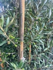3 yaş bol Meyveli Tüplü Arbequina Bodur İspanyol Zeytin Fidanı 150-180 cm