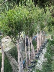 7 YAŞ SAKSIDA ;KALIN GÖVDELİ ,MEYVE VEREN HİCAZ NAR FİDANI BOY 150-200 CM