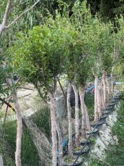 7 YAŞ SAKSIDA ;KALIN GÖVDELİ ,MEYVE VEREN HİCAZ NAR FİDANI BOY 150-200 CM