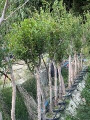 7 YAŞ SAKSIDA ;KALIN GÖVDELİ ,MEYVE VEREN HİCAZ NAR FİDANI BOY 150-200 CM