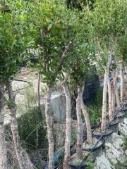 7 YAŞ SAKSIDA ;KALIN GÖVDELİ ,MEYVE VEREN HİCAZ NAR FİDANI BOY 150-200 CM