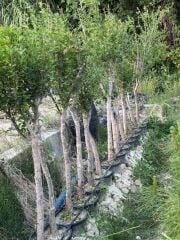 7 YAŞ SAKSIDA ;KALIN GÖVDELİ ,MEYVE VEREN HİCAZ NAR FİDANI BOY 150-200 CM