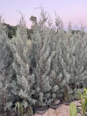 15 lt saksıda Aşılı Arizona, Mavi Servi ( Cupressus Arizonica ) boy 180-200 cm