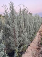 15 lt saksıda Aşılı Arizona, Mavi Servi ( Cupressus Arizonica ) boy 180-200 cm