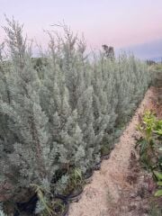 15 lt saksıda Aşılı Arizona, Mavi Servi ( Cupressus Arizonica ) boy 180-200 cm