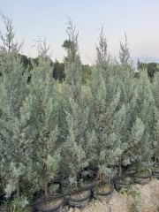 15 lt saksıda Aşılı Arizona, Mavi Servi ( Cupressus Arizonica ) boy 180-200 cm