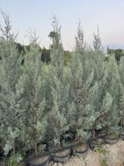15 lt saksıda Aşılı Arizona, Mavi Servi ( Cupressus Arizonica ) boy 180-200 cm