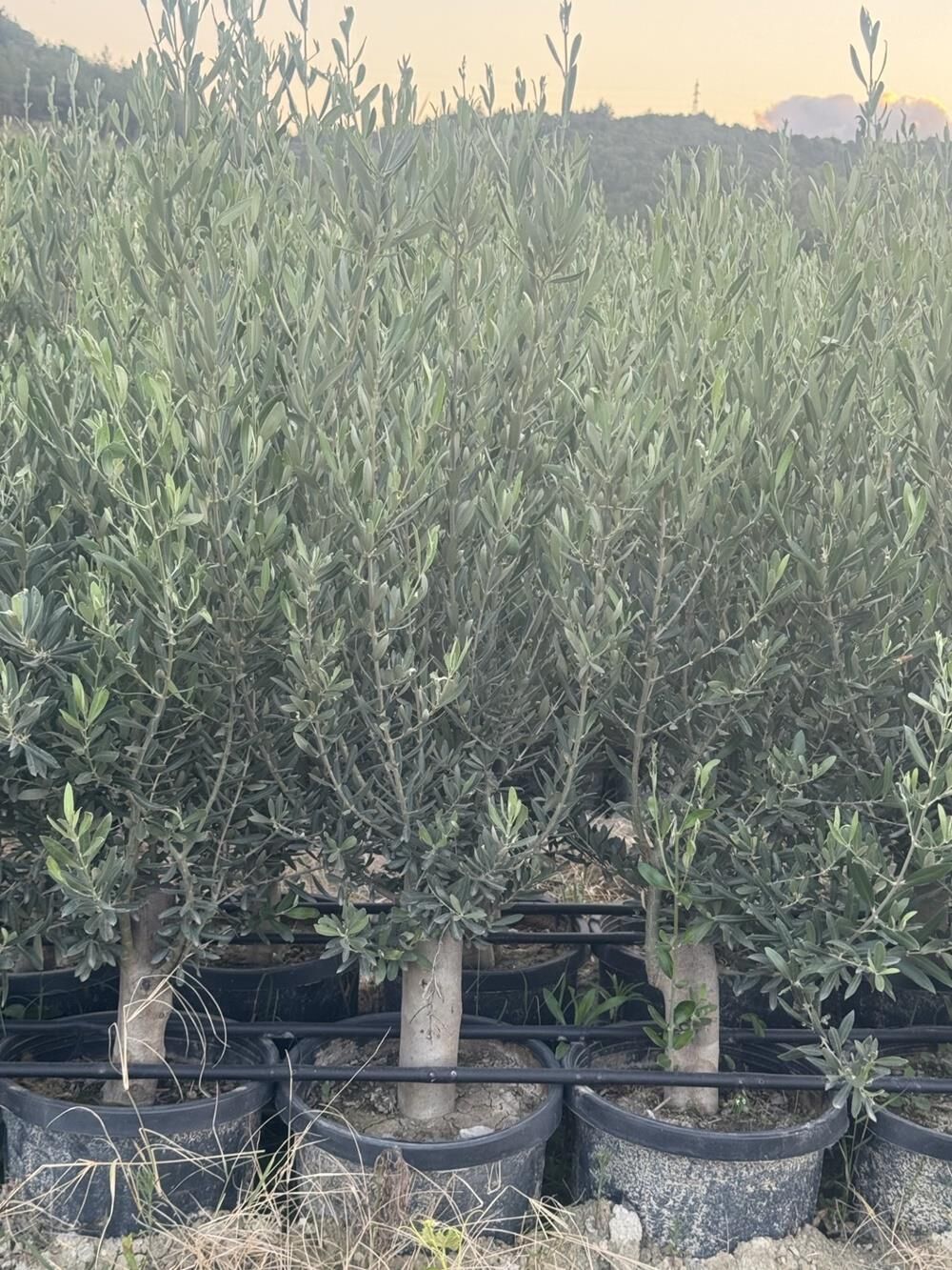 SAKSIDA 6 YAŞ,KALIN GÖVDELİ GEMLİK TRİLYE ZEYTİN FİDANI BOY 150-170 CM