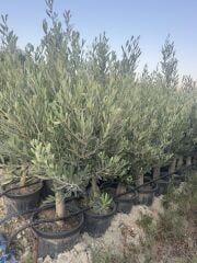 SAKSIDA 6 YAŞ,KALIN GÖVDELİ GEMLİK TRİLYE ZEYTİN FİDANI BOY 150-170 CM