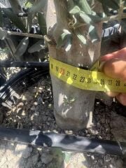 SAKSIDA 6 YAŞ,KALIN GÖVDELİ GEMLİK TRİLYE ZEYTİN FİDANI BOY 150-170 CM