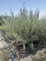 SAKSIDA 6 YAŞ,KALIN GÖVDELİ GEMLİK TRİLYE ZEYTİN FİDANI BOY 130-150 CM