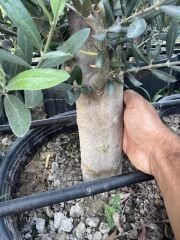 SAKSIDA 6 YAŞ,KALIN GÖVDELİ GEMLİK TRİLYE ZEYTİN FİDANI BOY 150-170 CM