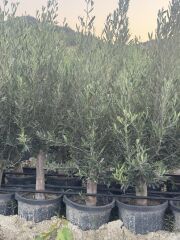 SAKSIDA 6 YAŞ,KALIN GÖVDELİ GEMLİK TRİLYE ZEYTİN FİDANI BOY 130-150 CM