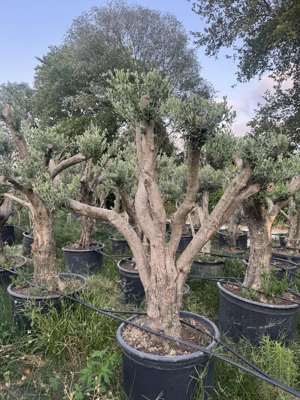 50 YAŞ BONSAİ ZEYTİN AĞACI BOY 250-300 CM