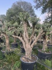 50 YAŞ BONSAİ ZEYTİN AĞACI BOY 200-300 CM
